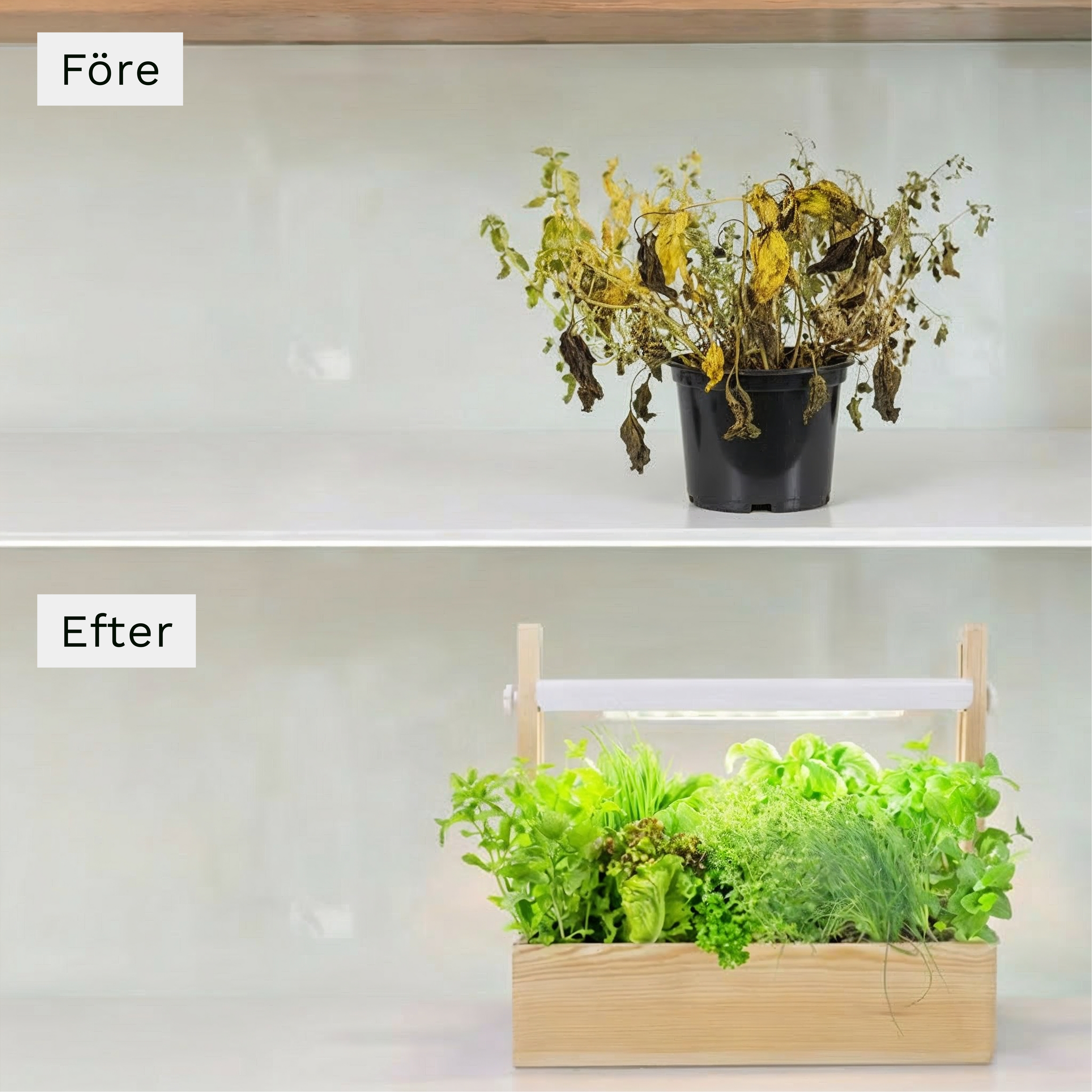 Plantiono Odlingskit